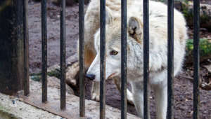 Güttersbach: Wolf streunt gefährlich nah im Wohngebiet