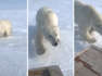 Gefährliche Begegnung auf Schneemobil: Eisbär geht zum Angriff über