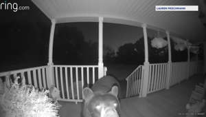 Ring camera captures black bear on NJ family’s porch