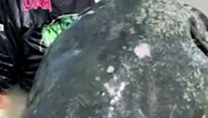 Cattura e rilascia nel Po un pesce siluro da record di quasi 3 metri. Alessandro Biancardi lo cercava da 23 anni