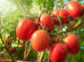 When Is Tomato Season? Plus 6 Tips for Stretching Your Harvest