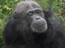 Keepers at Whipsnade Zoo celebrated on Sunday as their oldest chimpanzee Koko reached her 50th birthday.
