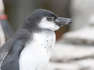 Pinguin-Nachwuchs über Stralsunds Dächern