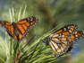 Monarch butterflies face delay in migration due to cold, wet winter conditions