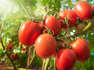 When Is Tomato Season? Plus 6 Tips for Stretching Your Harvest