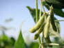 How to Plant and Grow Soybean Plants