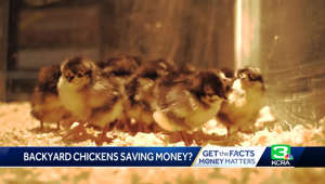 Backyard chickens became more popular in Sacramento as egg prices rose