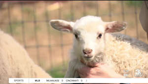 Cuddle with lambs in Honey Creek: 'How could you not love something like this?'
