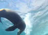 This juvenile sea lion got curious about the diver and approached him with a playful intention. After swimming around for a bit, and being sure its safe, the mammal also let the diver pet them softly.The underlying music rights are not available for license. For the use of the video with the track(s) contained therein, please contact the music publisher(s) or relevant rightsholder(s).