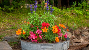 How to Choose the Best Plant Containers