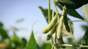 How to Plant and Grow Soybean Plants