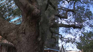 Residents try to stop tree removal project