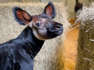 Houston Zoo's Baby Okapi Meets Mayor Namesake
