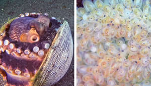 Polvo põe ovos dentro de concha na costa da Indonésia