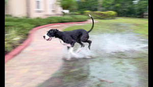 Water-loving Great Dane loves to run through puddles in the rain