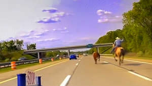 Cowboy ropes loose steer on highway