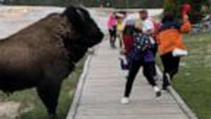 New warnings for tourists about wildlife at Yellowstone National Park