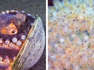 Faszinierende Nahaufnahmen: Tintenfisch legt Eier in Muschel