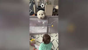 Dog Caught Playing Peekaboo With Baby in Adorable Clip: 'The Cutest'