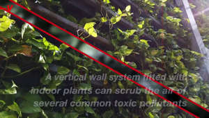 Are plants a man's best friend as well? Turns out having the right kind of plants can have a positive impact on your health. Researchers at the University of Technology Sydney concluded that a vertical wall system fitted with indoor plants can scrub the air of several common toxic pollutants. Veuer’s Maria Mercedes Galuppo has the story.