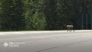 Hikers near Banff urged to beware of elk amid calving season