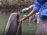 Limpian los dientes de las ballenas en un pueblo de Japón por una buena razón