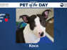 Pet of the Day: Koco