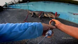 Traffic jam! A 10-foot gator gets wrangled from the edge of the highway.