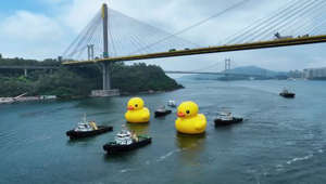 Giant rubber ducks float down Hong Kong river
