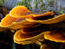 Fungi May Save Us From Climate Change