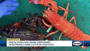 One in 30 million: Maine crew makes extremely rare catch in Casco Bay
