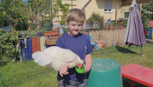 Hühner haben Hirn: 11-Jährige aus Ilmendorf versucht sich an Hühnerdressur