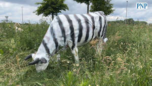Kuh oder Zebra?