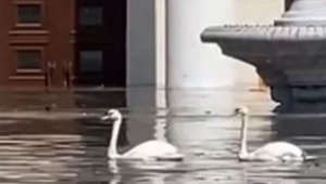 Swans swim through submerged Ukrainian town