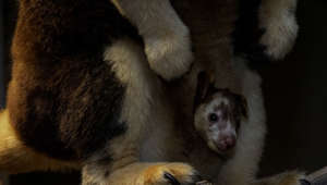 Matschie's Tree Kangaroo Born At San Diego Zoo