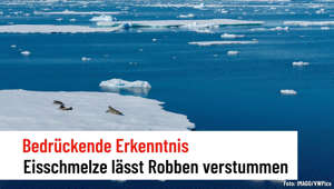 Bedrückende Erkenntnisse aus der Antarktis: Eisschmelze lässt Robben verstummen