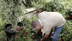 Gardening, Walking Can Slash Diabetes Risk, Study Finds