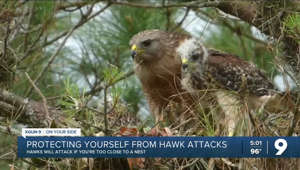 Protecting against hawk attacks