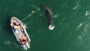 Humpback whale freed after becoming entangled in polysteel rope