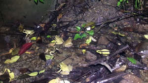 University of Newcastle scientists have identified a new amphibian - the southern stuttering frog.