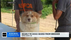 Nearly 90 dogs seized from western Wisconsin breeder