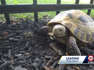 7-year-old Lenexa boy helps runaway tortoise reunite with its family after nine months on the run