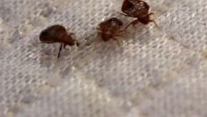 'Bed bugs don't see dollar signs': Tips to avoid bed bugs at hotels you travel to