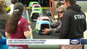 100+ cats flown to New Hampshire from Florida for adoption