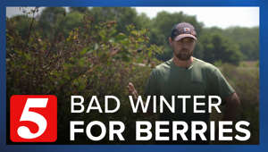 Berry bad season for blackberries, but they might rebound, farmers say