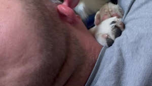 Wet Willy From Cuddly Puppy's Tongue