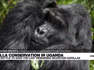 Champion of the gorillas: Meet Gladys Kalema-Zikusoka, Uganda's first wildlife vet
