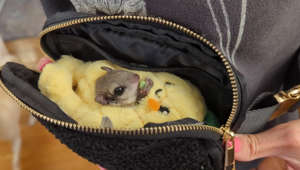 A Flying Squirrel Eating a Pea In A Pineapple In A Purse