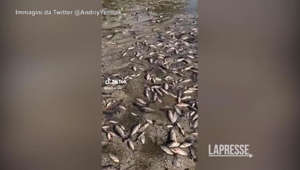 In Ucraina migliaia di pesci morti dopo la distruzione della diga