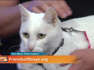 Friends of Strays | Morning Blend